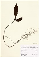 藏品(蛇根草)的圖片